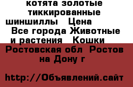 котята золотые тиккированные шиншиллы › Цена ­ 8 000 - Все города Животные и растения » Кошки   . Ростовская обл.,Ростов-на-Дону г.